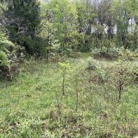 Narrows Rd Fayette County - 244 acres images 4