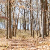 Rare 1205 Acres with Waterfront on Kentucky Lake images 3