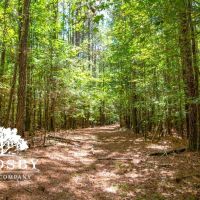 Shiner Lane images 4