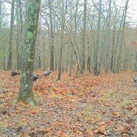 SECLUDED HUNTING PROPERTY images 3