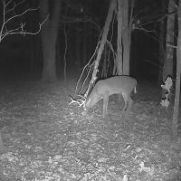 SECLUDED HUNTING PROPERTY images 4