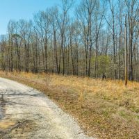 Golden Mane Acres images 4