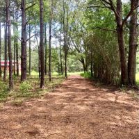 19.5 Acres Land for Sale and Barn Amite County MS images 2