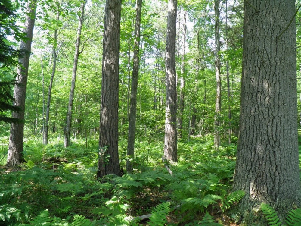 Ausable Sand Plains Hunting Land for Sale