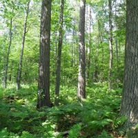Ausable Sand Plains