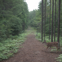 Doe in lane