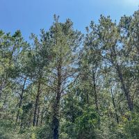 23 Acres T-10 Saron images 5