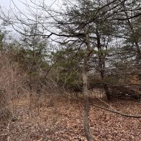 10 Acres - Brown Co. - Mt Liberty Rd. images 2