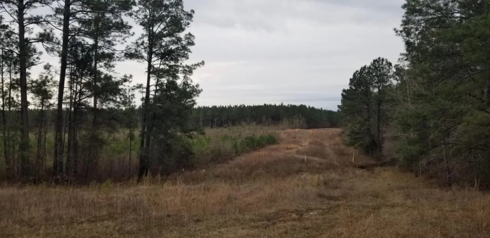 Barge Landing Road Timber Tract LaSalle Parish 119 Acres - featured image