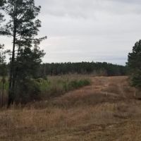 Barge Landing Road Timber Tract LaSalle Parish 119 Acres -