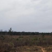 Barge Landing Road Timber Tract LaSalle Parish 119 Acres - images 2