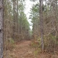 Barge Landing Road Timber Tract LaSalle Parish 119 Acres - images 3