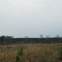 Barge Landing Road Timber Tract LaSalle Parish 119 Acres - images 4