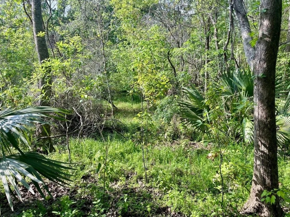 380 - acres of fine hardwood hunting land just west of Patterson LA in St. Mary Parish featured image