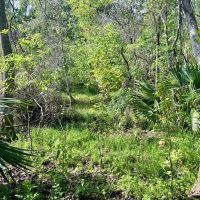 380 - acres of fine hardwood hunting land just west of Patterson LA in St. Mary Parish