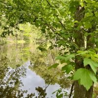 380 - acres of fine hardwood hunting land just west of Patterson LA in St. Mary Parish images 2