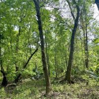 380 - acres of fine hardwood hunting land just west of Patterson LA in St. Mary Parish images 3