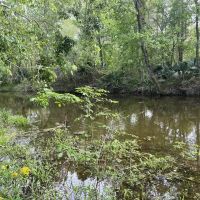 380 - acres of fine hardwood hunting land just west of Patterson LA in St. Mary Parish images 4