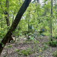 380 - acres of fine hardwood hunting land just west of Patterson LA in St. Mary Parish images 5