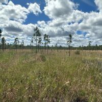 2510 Acres Hunting Property for Sale St Tammany Parish LA images 3