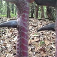 00-001-bogan-mountain-retreat images 2