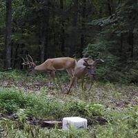 Idyllic Middle TN Farm images 3