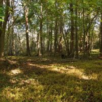 Tyrrell County 15 Acre Corner Lot images 3