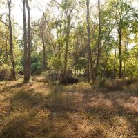 Tyrrell County 15 Acre Corner Lot images 4