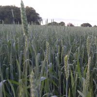 Oats