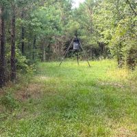 114 Acres Hunting Recreation Timber Land for Sale SW MS images 4