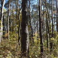 Honeoye Creek images 3