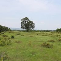 Smithville Tract 4—1 Acre More Or Less images 2