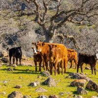 Baccala Ranch images 3