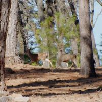 Baccala Ranch images 4
