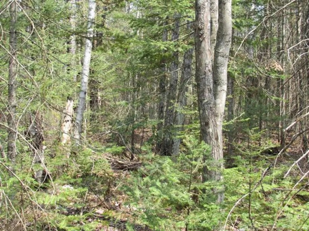 Wooded 40 Acre Parcel 50110172 featured image
