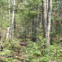 Wooded 40 Acre Parcel 50110172