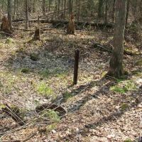 Wooded 40 Acre Parcel 50110172 images 2