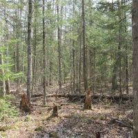 Wooded 40 Acre Parcel 50110172 images 3