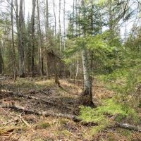 Wooded 40 Acre Parcel 50110172 images 4