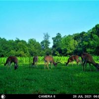 Buck Hollow Farm