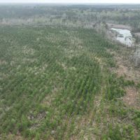 Ferguson Road Tract Red River Parish 162.2 Acres - images 2