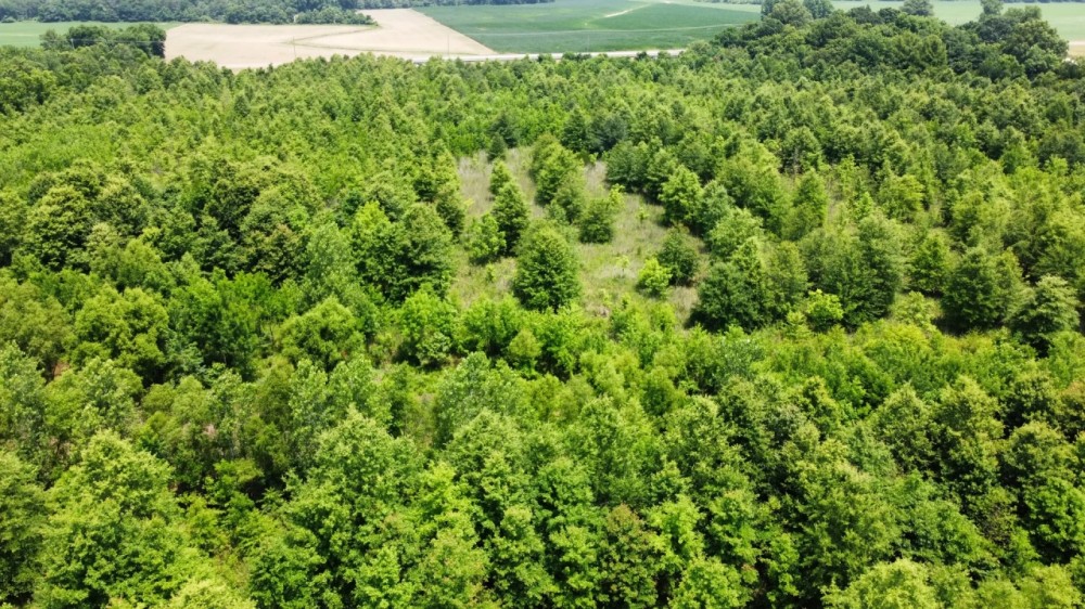 79 Acres in Tallahatchie County MS featured image
