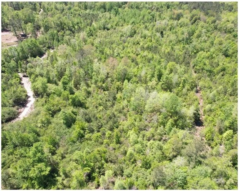 95.6 Acres in Newton County in Newton MS featured image