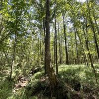 The Perfect Hunting and Home Site images 4