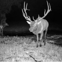 Durfee Canyon Unit 17 Trophy Elk and Cattle Ranch images 2