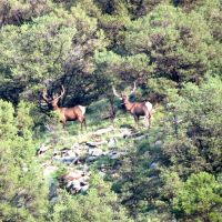 Durfee Canyon Unit 17 Trophy Elk and Cattle Ranch images 4