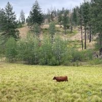 Happy Hill Angus Ranch images 3