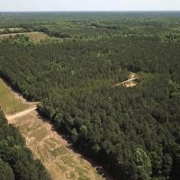 MARKET BASED PRICE IMPROVEMENT 158 Acres of Timberland For Sale in Greensville County Virginia images 2