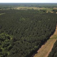 MARKET BASED PRICE IMPROVEMENT 158 Acres of Timberland For Sale in Greensville County Virginia images 3