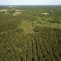 MARKET BASED PRICE IMPROVEMENT 158 Acres of Timberland For Sale in Greensville County Virginia images 4